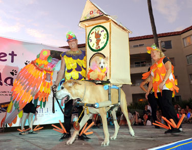 Pet Masquerade and Parade 2010 photo - Duval Street, Key West